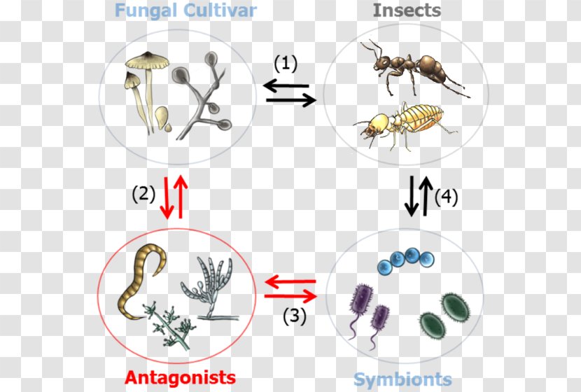 Insect Symbiosis Insect-Plant Interactions Microorganism - Body Jewelry Transparent PNG