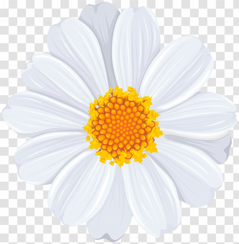 Roman Chamomile Flower Oxeye Daisy Family Chrysanthemum Transparent PNG