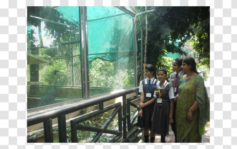 Rainforest Leisure Vacation Tourism - Plant - Campus Environment Transparent PNG