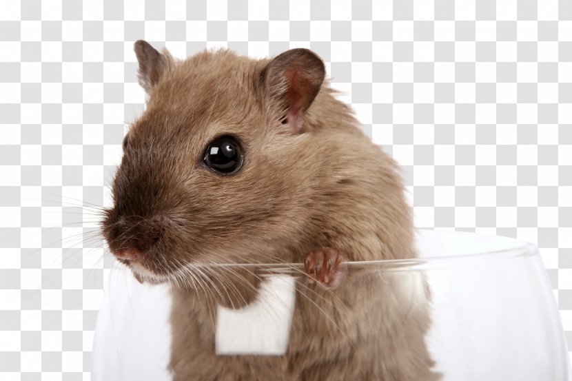Gerbil Rat Mouse Rodent Pest Control - Muridae - & Transparent PNG