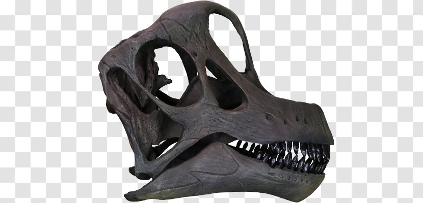 Brachiosaurus Giraffatitan Morrison Formation Europasaurus Reptile - Sauropoda - Skull Transparent PNG