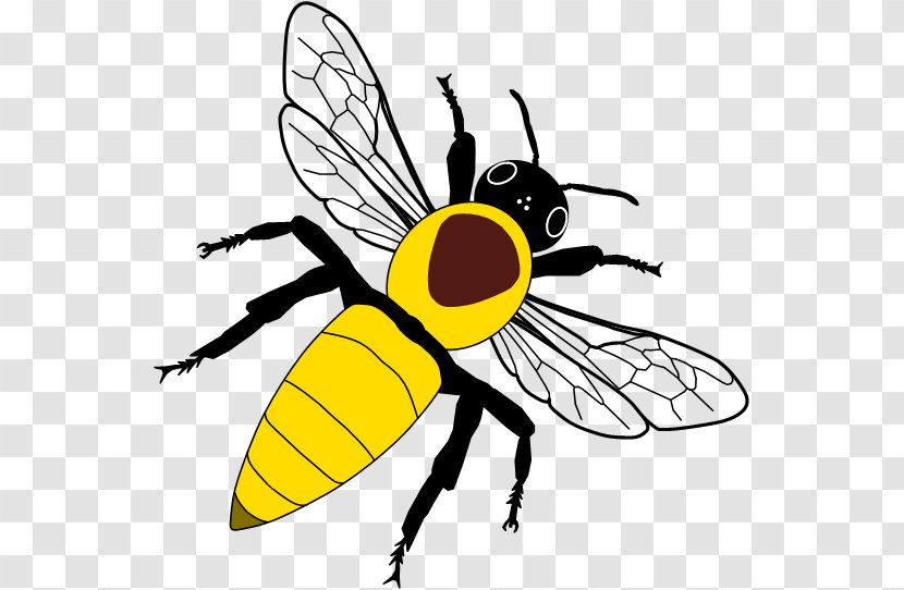 Western Honey Bee Food - Insect Transparent PNG