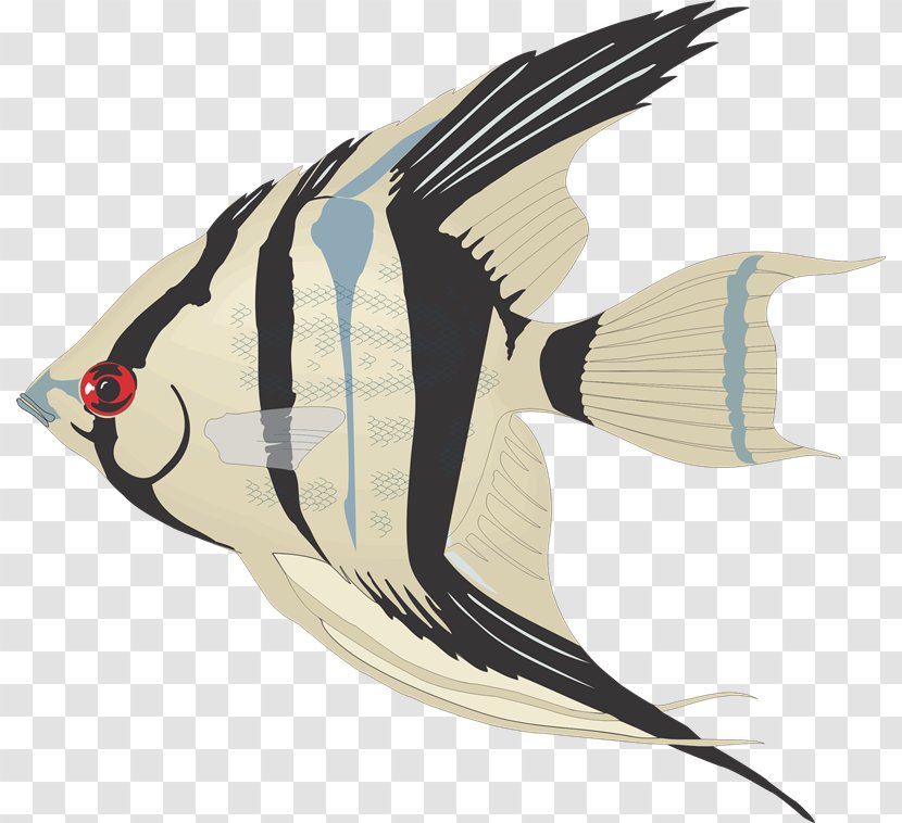 Drawing Angelfish Photography Clip Art - Poster - Ib Transparent PNG