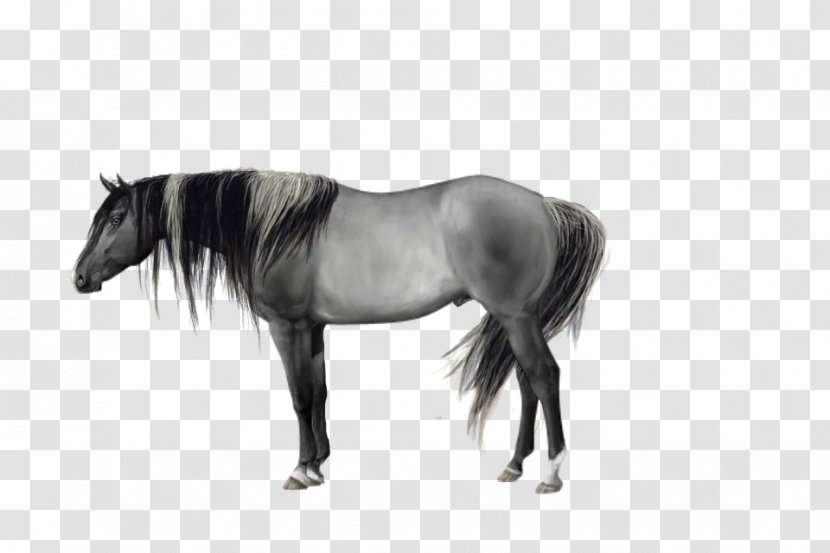 Mane Mustang Stallion Pony Mare - Snout - Quarter Horse Transparent PNG