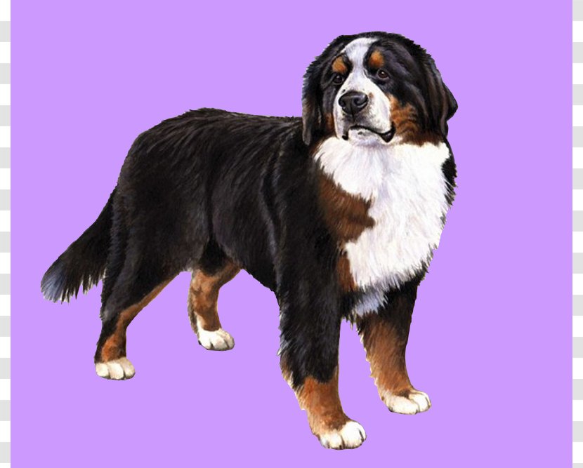 The Bernese Mountain Dog Great Pyrenees Puppy - Bullseye Transparent PNG