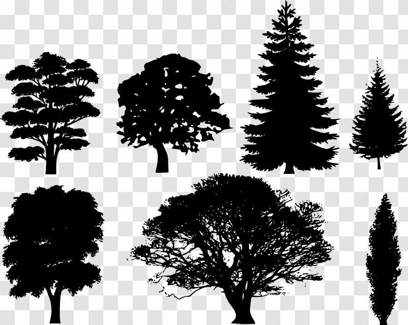 Drawing Tree Silhouette Evergreen - Monochrome Photography - Forest Transparent PNG