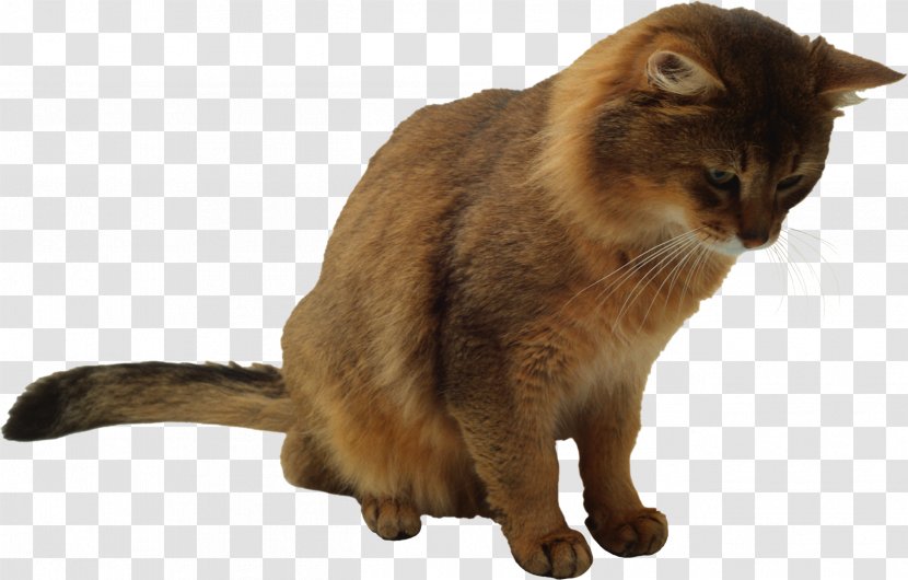 Burmese Cat Felidae Domestic Short-haired Whiskers - Cats Transparent PNG