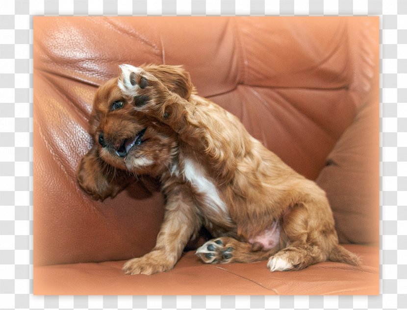 Dog Breed Puppy Spaniel Sporting Group Transparent PNG