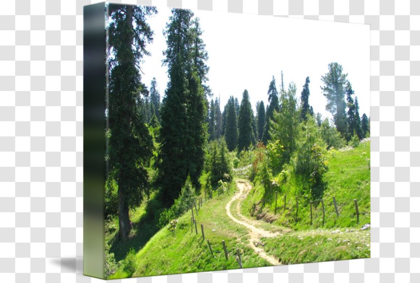 Conifers Abbottabad Temperate Coniferous Forest Spruce-fir Forests - Hiking Trail Transparent PNG