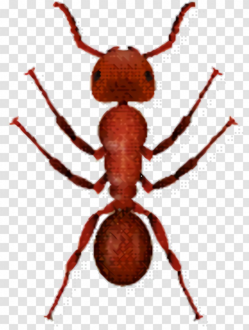 Ant Cartoon - Colony - Arachnid Parasite Transparent PNG