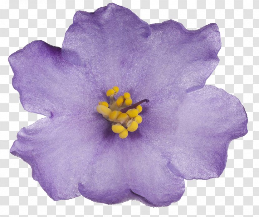 Violet Hoary Stock RGB Color Model - Purple - Flower Transparent PNG