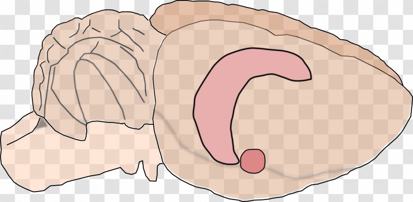 Rat Hippocampus Anatomy Brain Amygdala - Cartoon Transparent PNG