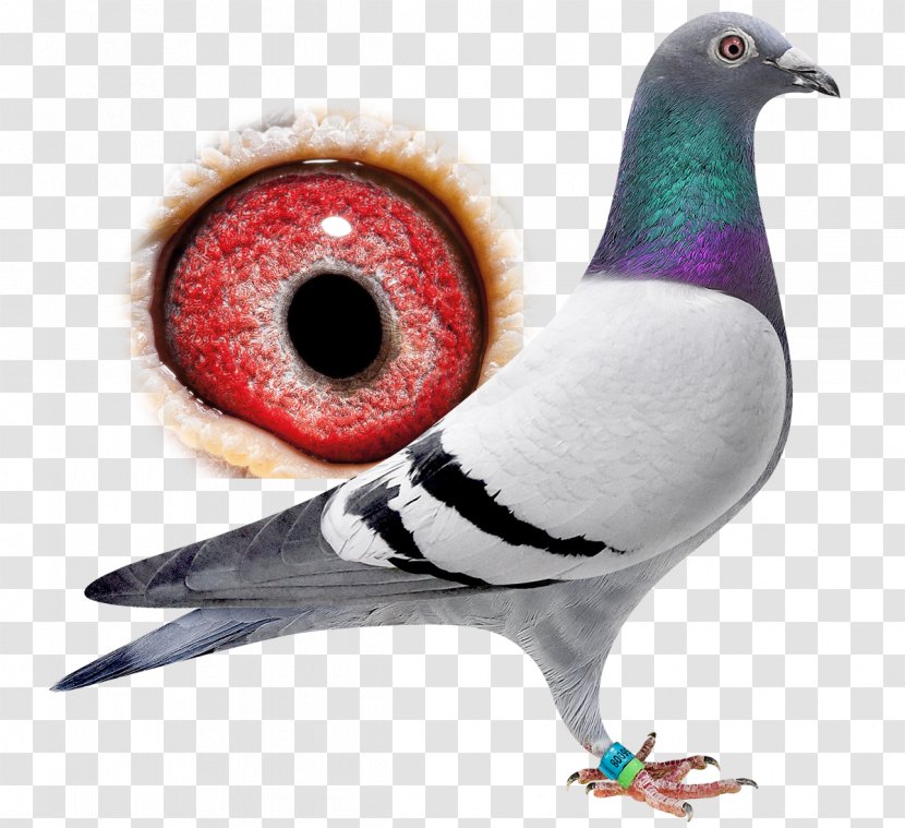 Pigeons And Doves 0 Bird Travel Auction - Pigeon Plum Biset Transparent PNG