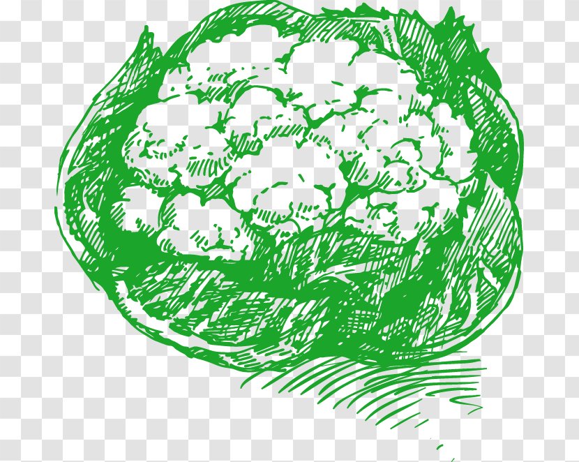 Cauliflower Drawing Vegetable Illustration - Royaltyfree - Hand-painted Abstract Pattern Transparent PNG