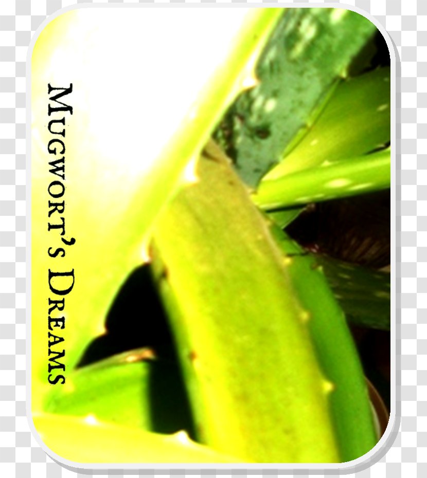 Leaf Moisture Close-up Plant Stem - Close Up Transparent PNG