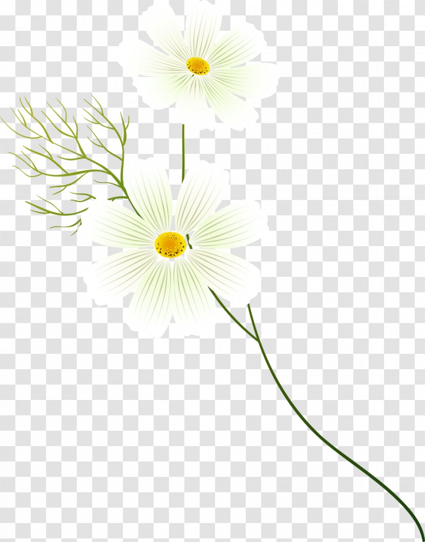 Kosmos 35 27 Clip Art - Flora - Cosmos Flower Transparent PNG