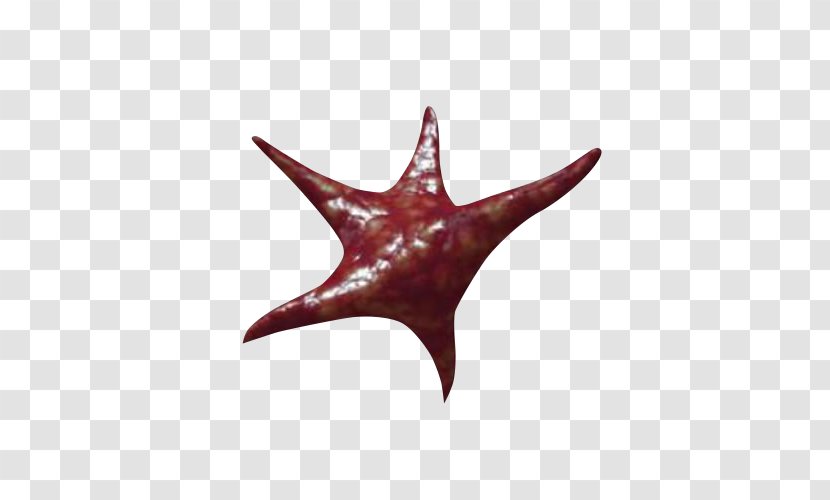 Starfish Health Care GIF Clip Art Animation - Organism Transparent PNG