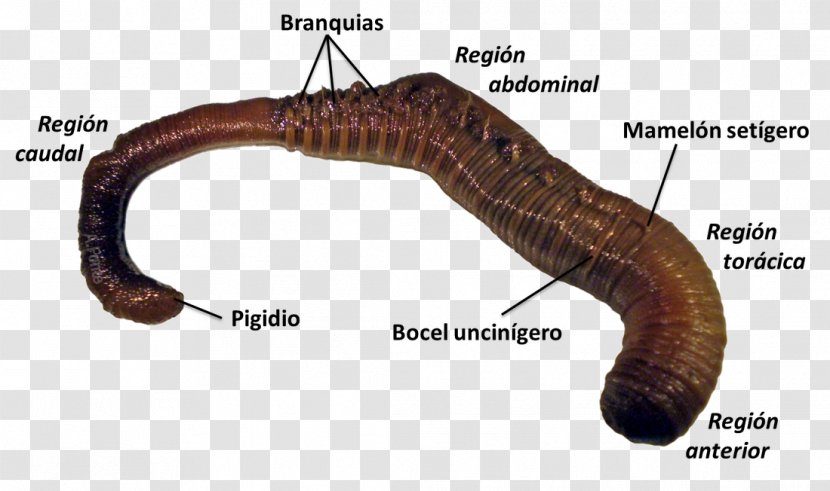 Earthworms Polychaeta Lugworm Nereis - Invertebrate - Piedras Transparent PNG