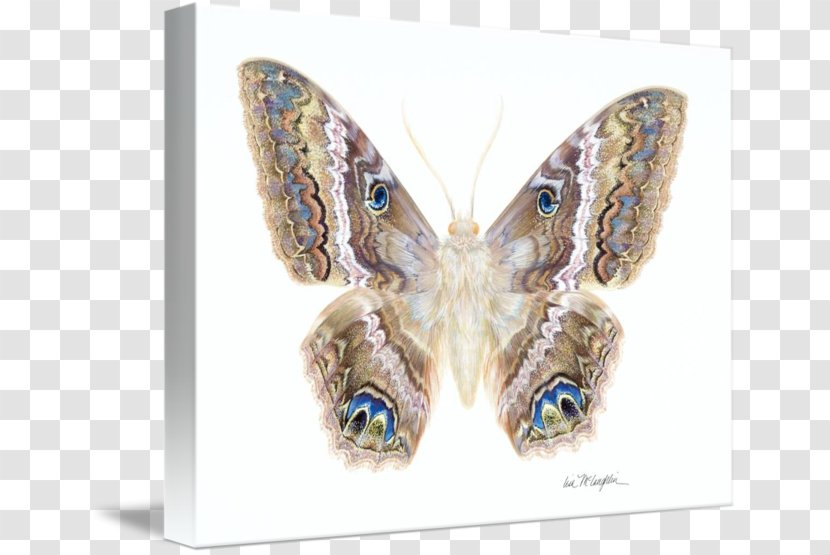 Butterfly Black Witch Moth Animal Panther Film - Insect Transparent PNG