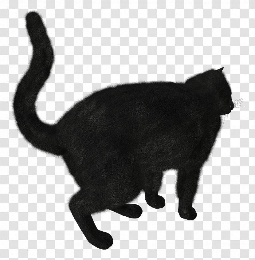 Black Cat Track - Photography - Image Transparent PNG