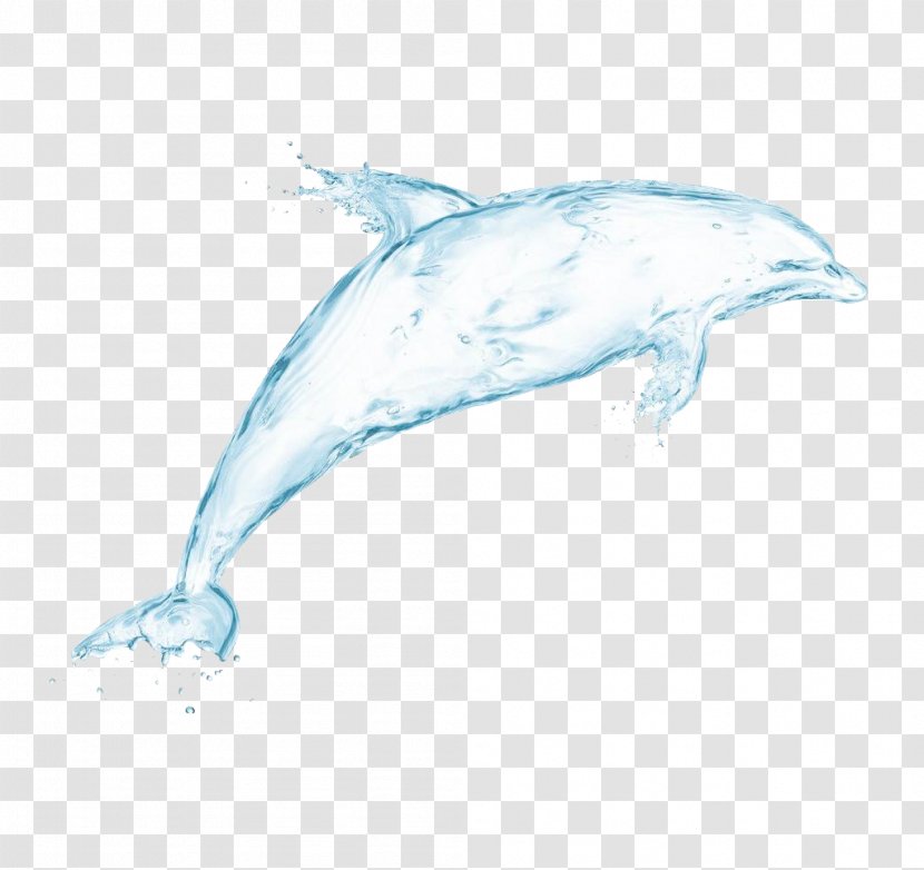 Dolphin Drawing Drop Wallpaper - Water - White Whale Transparent PNG