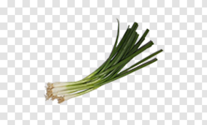 Allium Fistulosum Onion Scallion Vegetable Insecticide - Biological Pest Control - Hydro Transparent PNG