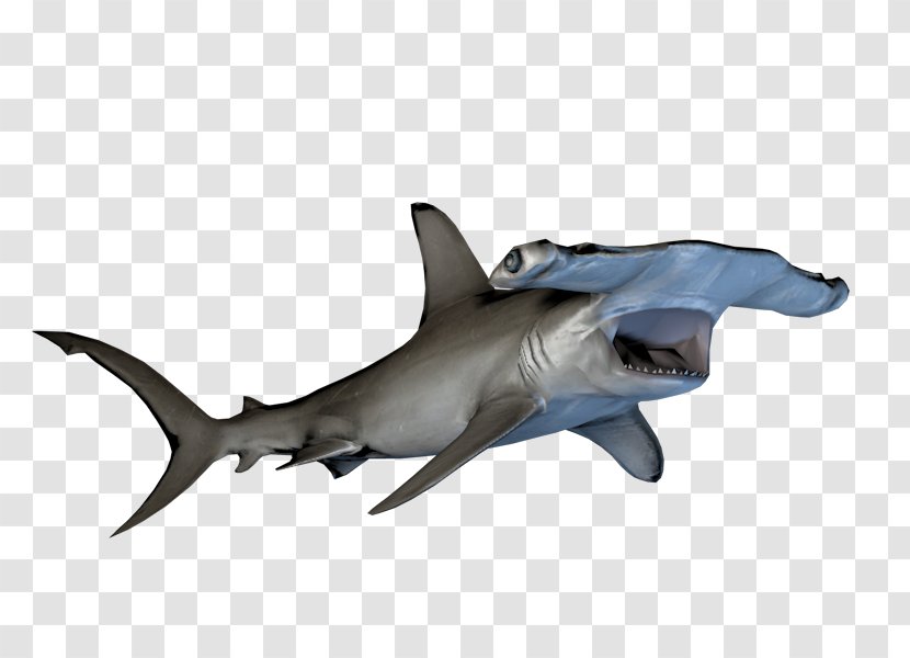 Hammerhead Shark Requiem Sharks YouTube Gamer - Heart Transparent PNG