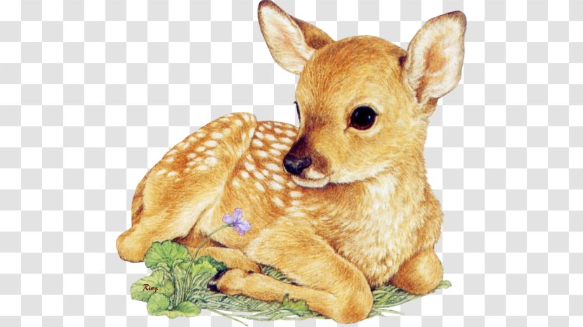 White-tailed Deer Drawing Infant Clip Art - Fawn Transparent PNG