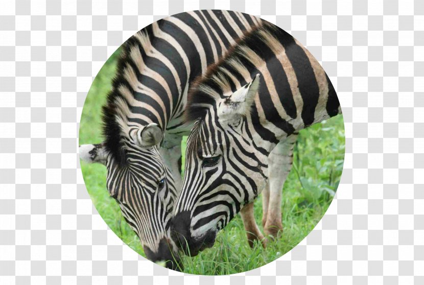 Quagga Fauna Grassland Zebra Wildlife - African Fashion Transparent PNG