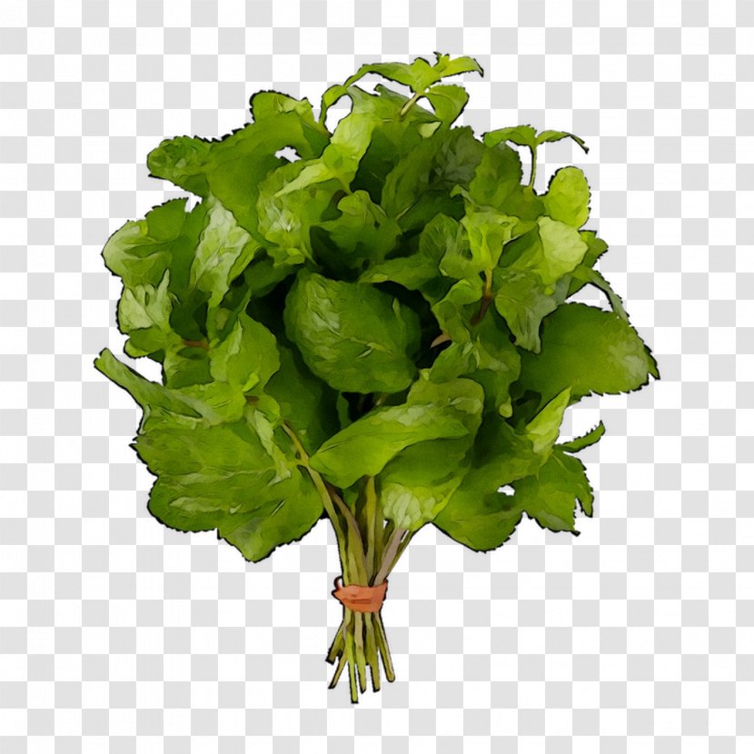 Spring Greens Lettuce Spinach Leaf Rapini Transparent PNG