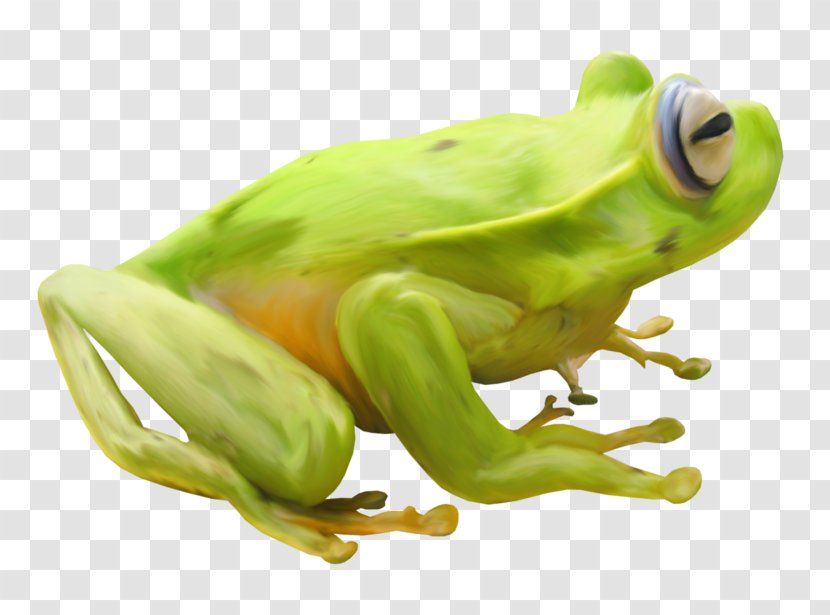 Frog Clip Art - Albom Transparent PNG