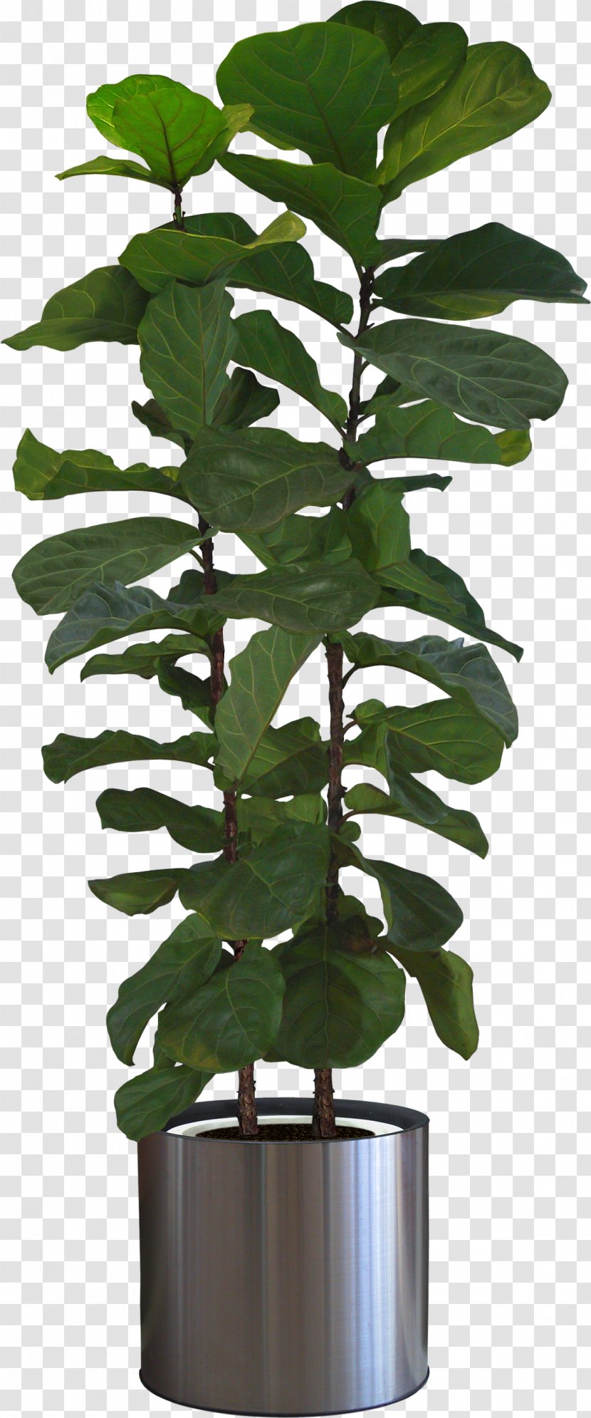 Fiddle-leaf Fig Houseplant Tree Bonsai - Leaf Transparent PNG