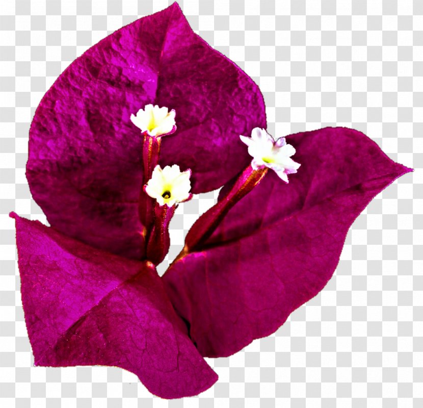 Bougainvillea Bougainville Island Drawing Clip Art Transparent PNG