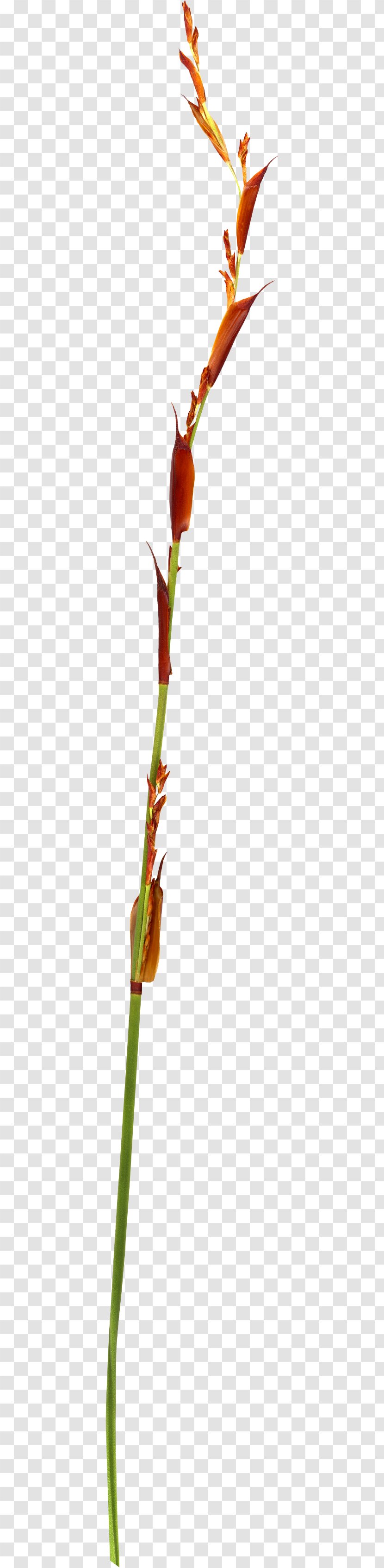 Twig Plant Stem Bud Leaf Transparent PNG