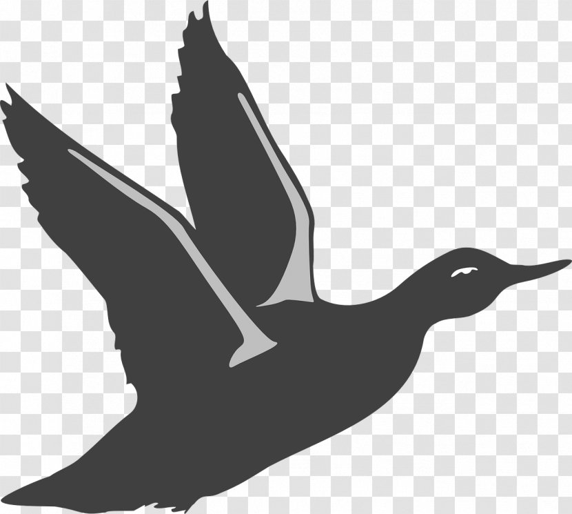 American Pekin Duck Bird Goose Clip Art - Feather Transparent PNG