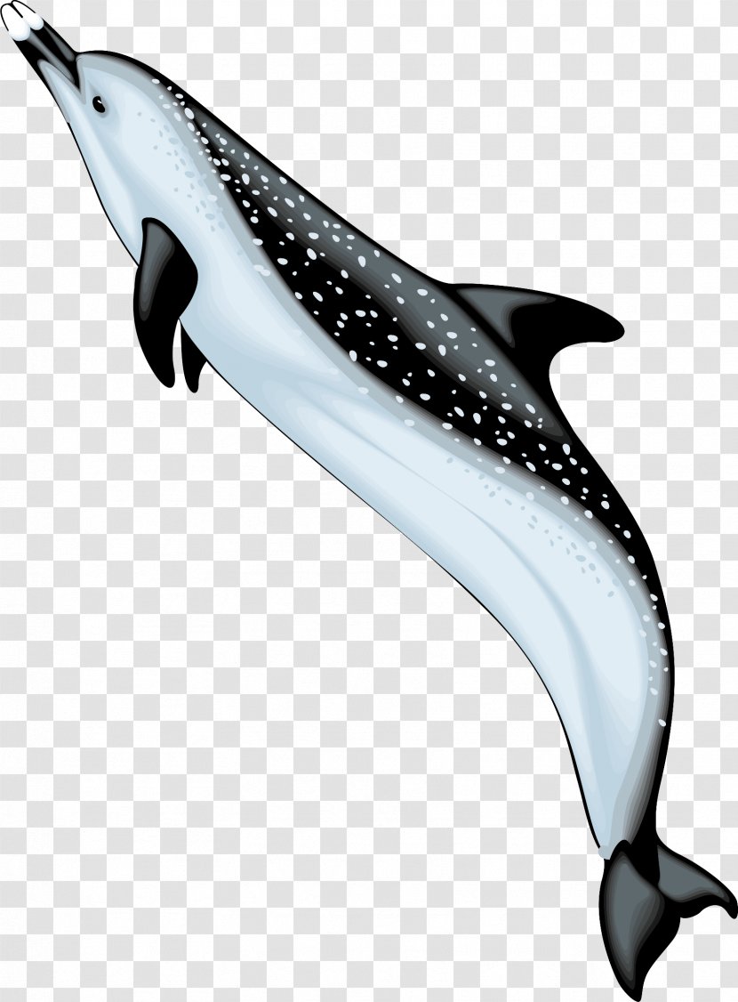 Bottlenose Dolphin Spinner Clip Art - Mammal Transparent PNG
