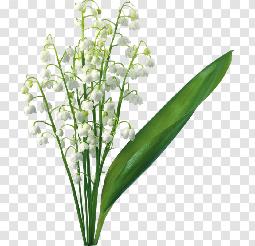 Lily Of The Valley Lilium Flower Clip Art - Vascular Plant Transparent PNG