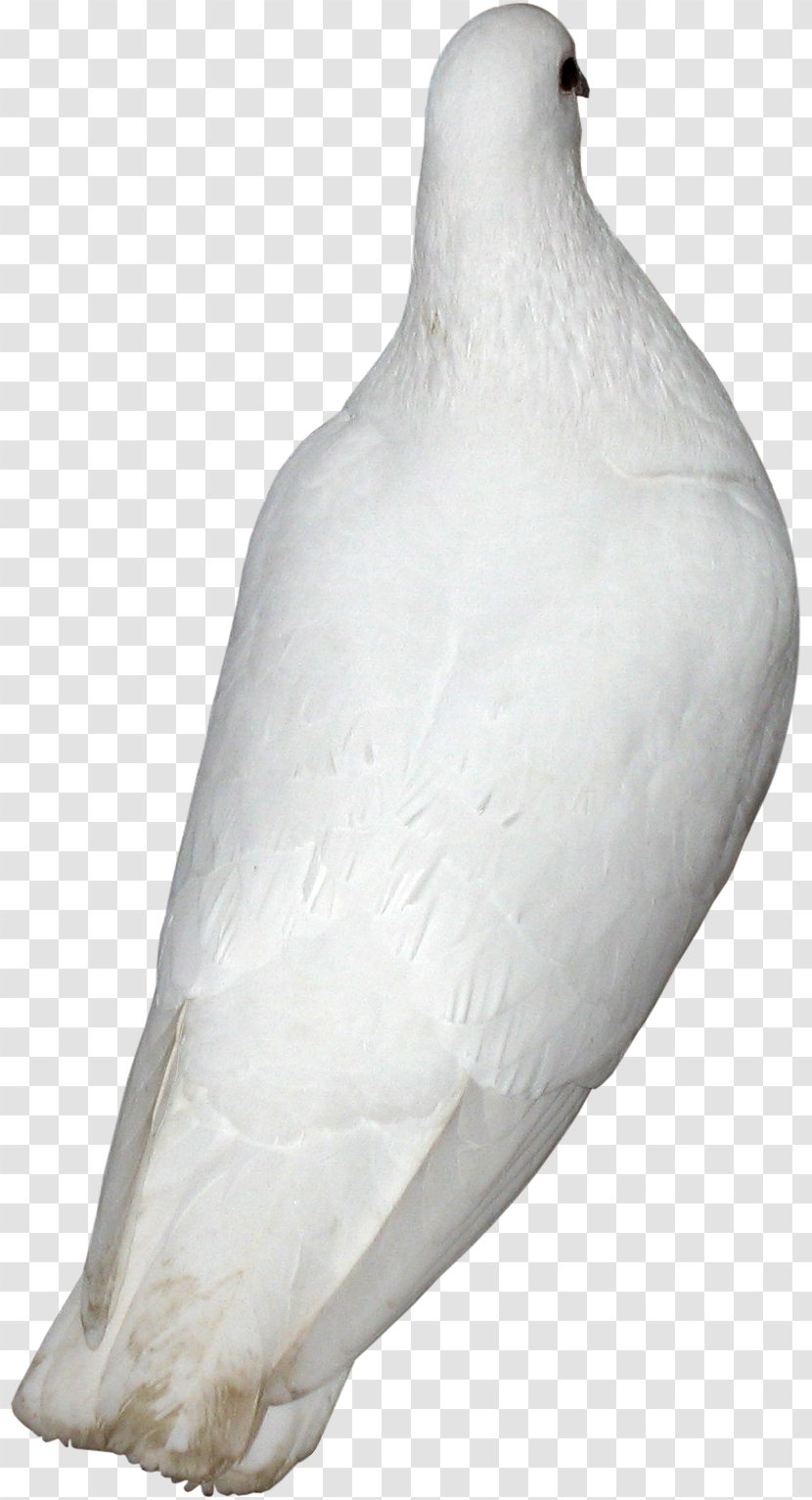 Beak Water Bird Neck Galliformes - Pigeons 12 0 1 Transparent PNG