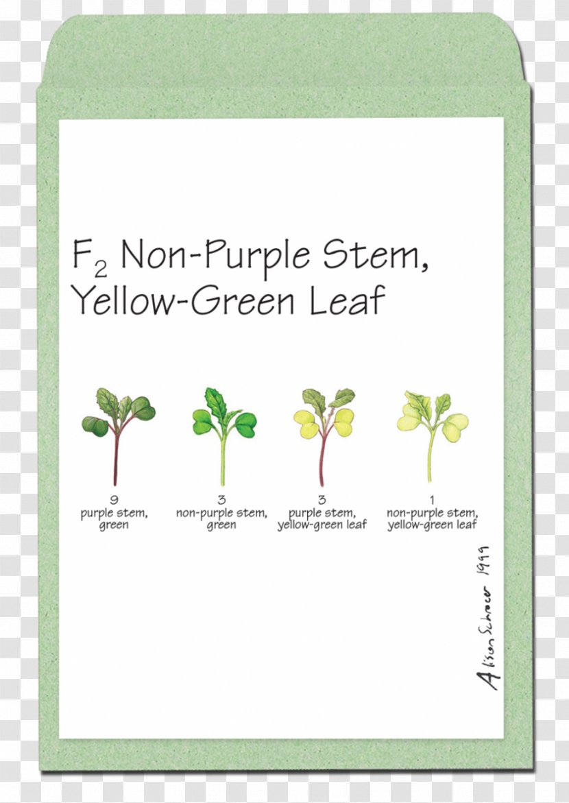 Field Mustard Green Flower Plants Leaf - Rosette Transparent PNG
