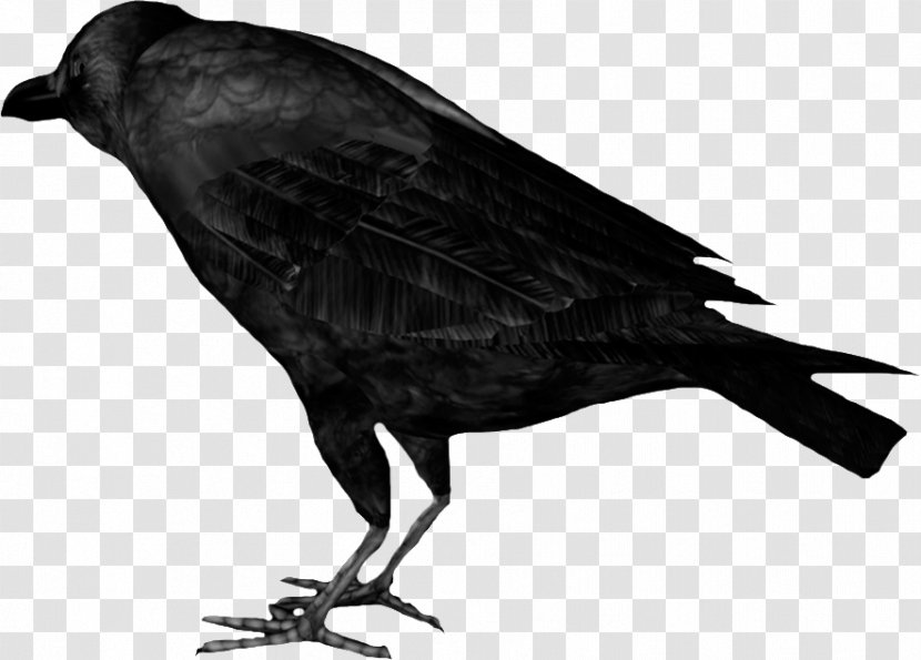 American Crow Rook New Caledonian Raven Bird - Beak Transparent PNG