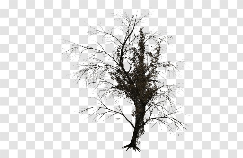 Tree Branch Trunk Image - Christmas Transparent PNG