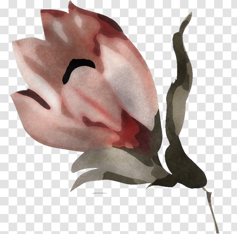 Leaf Plant Flower Tree Petal Transparent PNG