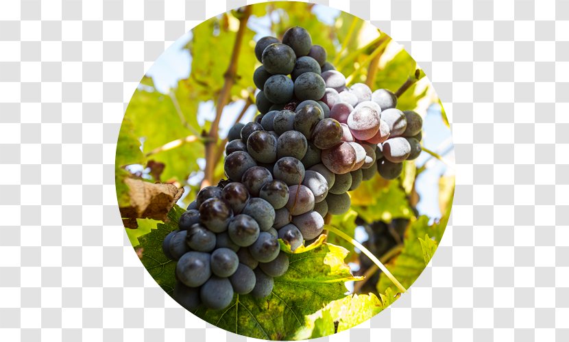 Sultana Vecchie Terre Di Montefili Sangiovese Chianti DOCG Classico - Tuscany - Wine Transparent PNG