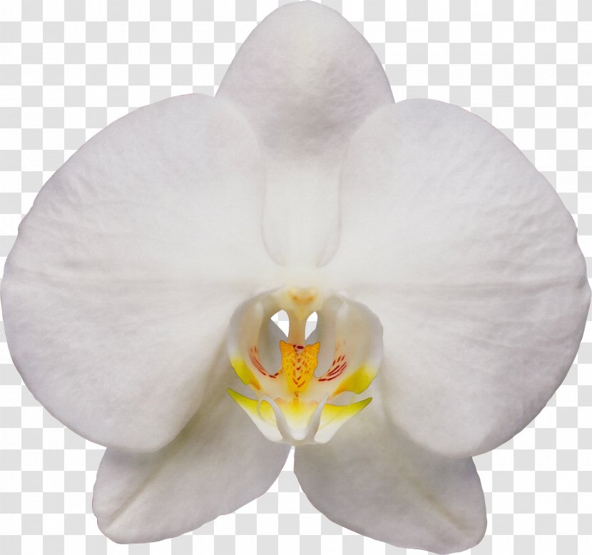 White Moth Orchid Flower Petal Plant - Dendrobium Transparent PNG