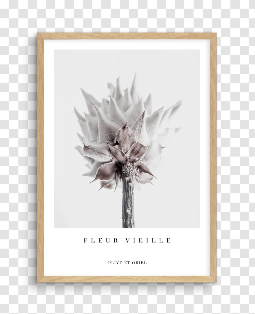 King Protea Cut Flowers Petal Floral Design - Marble - Flower Transparent PNG
