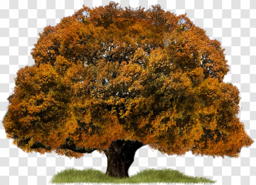 Tree Download - Autumn Transparent PNG