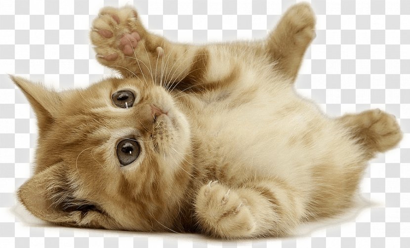 Kitten British Shorthair Dog Cuteness Pet - Rabbit Transparent PNG