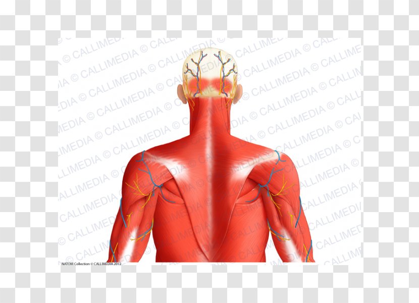 Superior Auricular Muscle Posterior Triangle Of The Neck Muscular System Human Body - Watercolor - Occipital Vein Transparent PNG