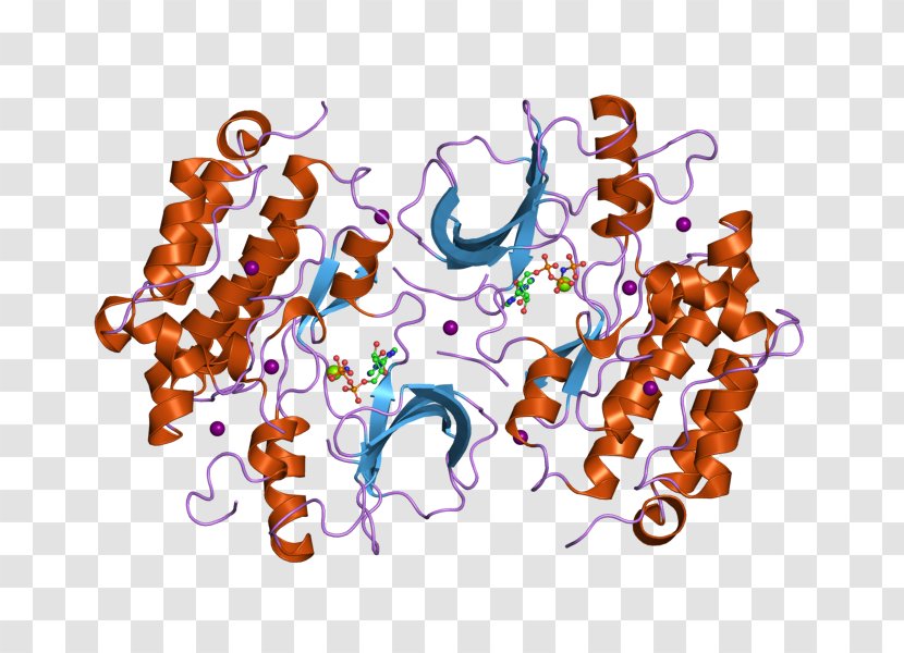 Epidermal Growth Factor Receptor ErbB - Transmembrane Protein Transparent PNG
