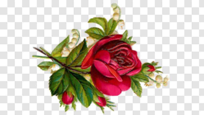 Garden Roses Cabbage Rose Floral Design Cut Flowers - Chinese Festivals Transparent PNG